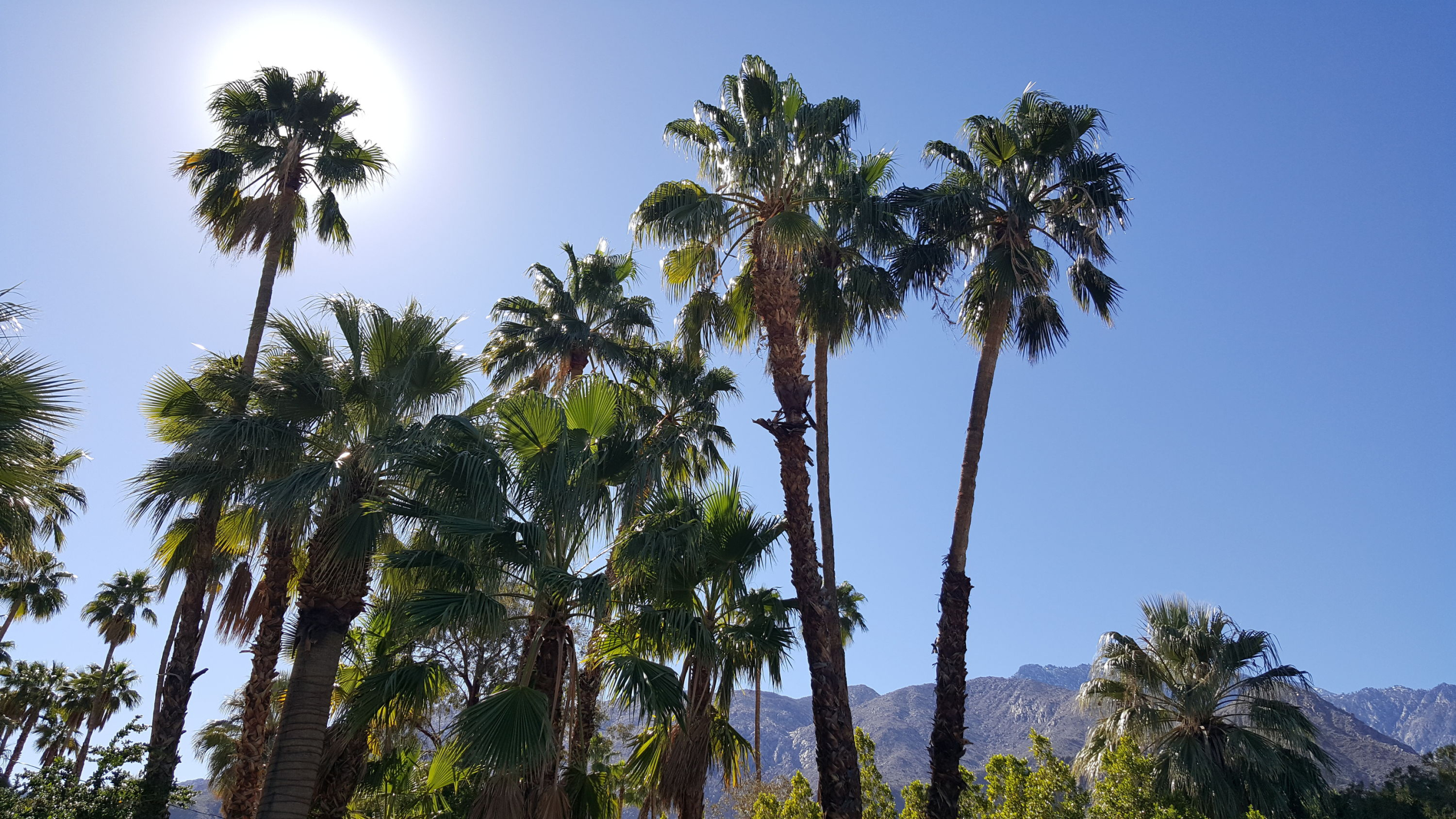 About a dozen palm trees stand tall on a clear day in Palm Springs, California