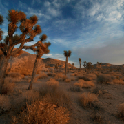 Joshua trees at dusk inside Joshua Tree National Park