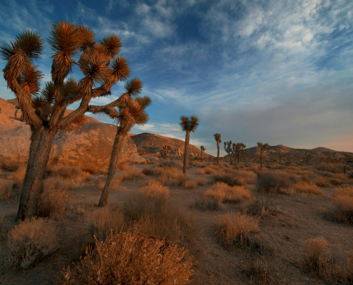 Joshua trees at dusk inside Joshua Tree National Park