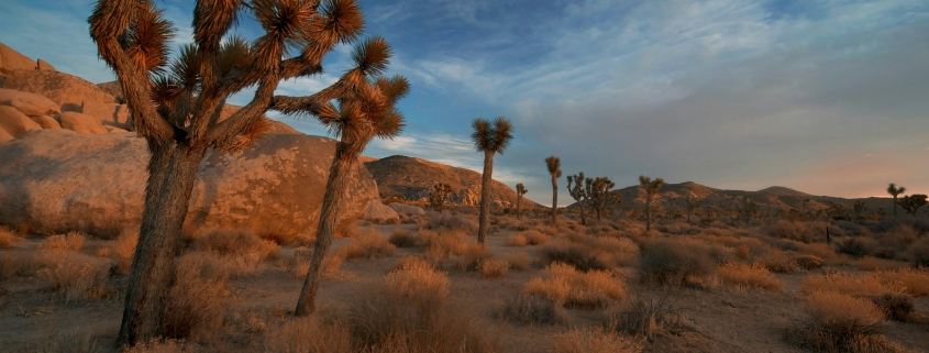 Joshua trees at dusk inside Joshua Tree National Park