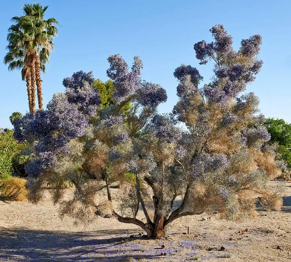 A smoke tree stands on the Smoke Tree Ranch property in Palm Springs, California