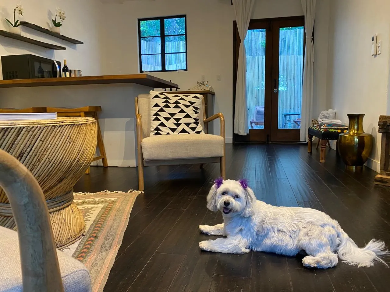 Dog Days in Palm Springs