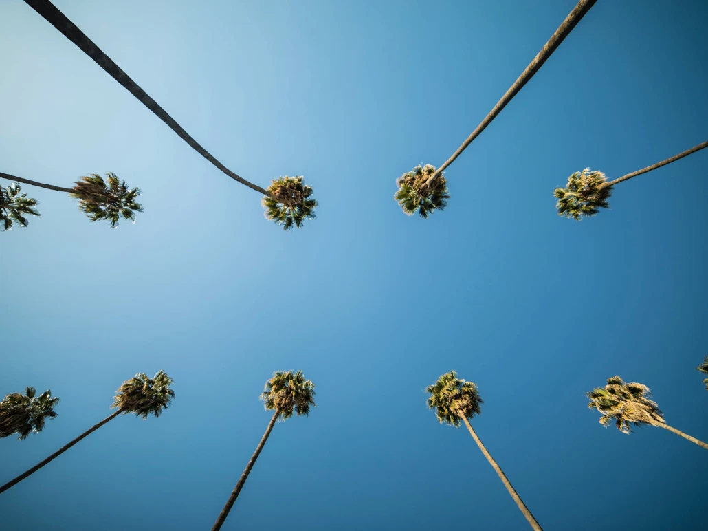 Two rows of tall palms in Palm Springs