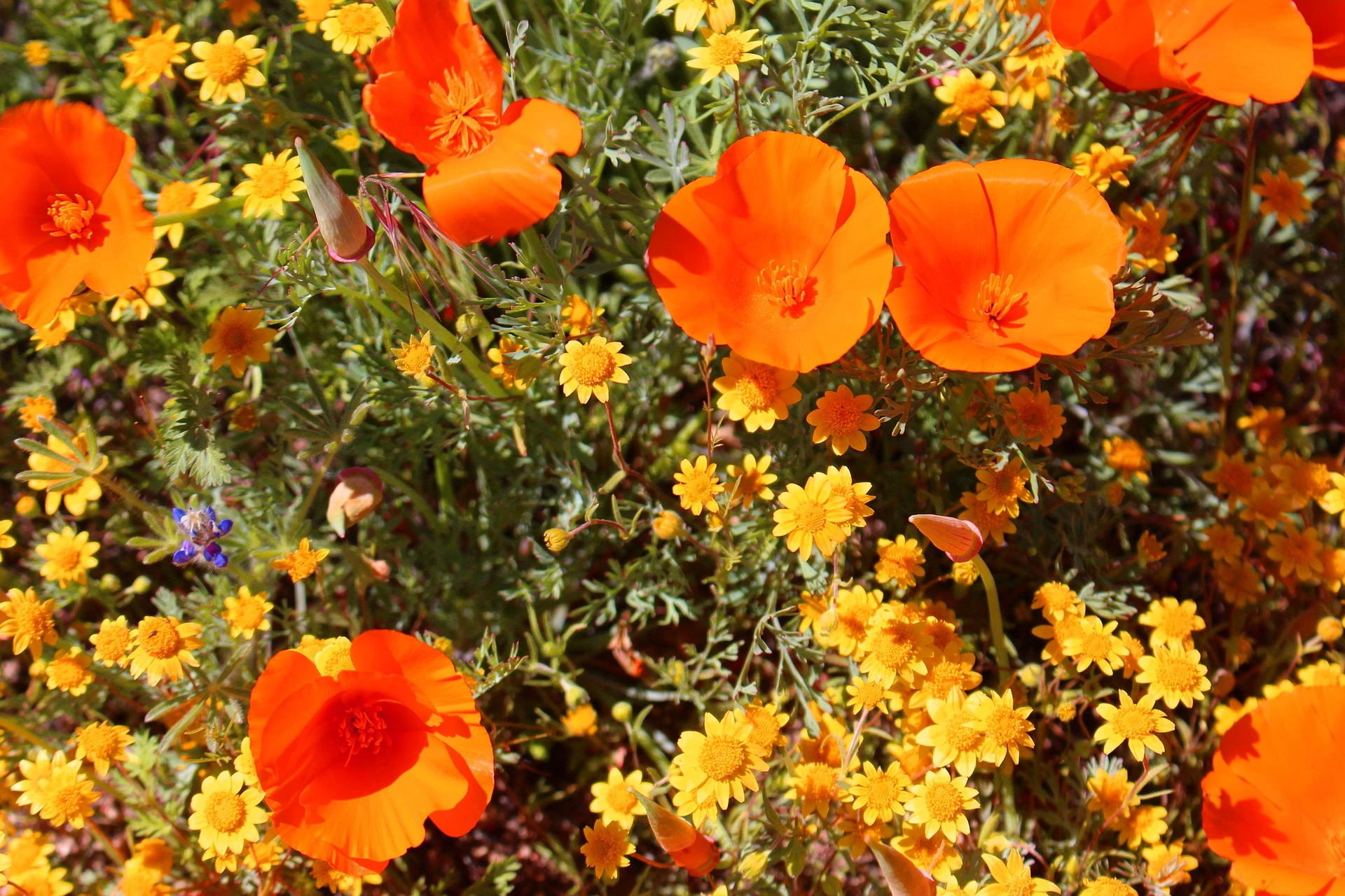 Wildflowers And Hiking Trails Offer Delight In The Desert