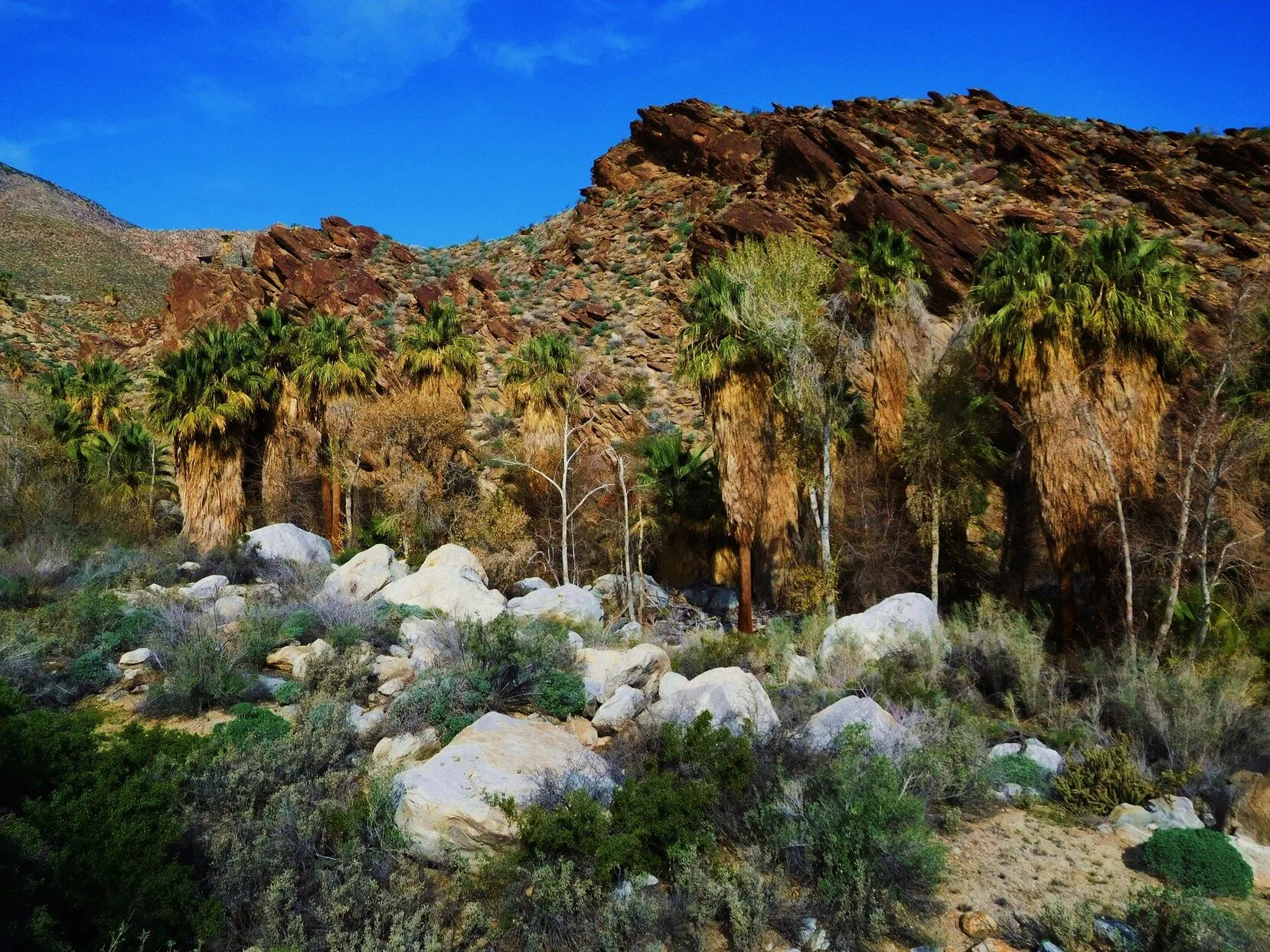 Palm Springs In The Movies