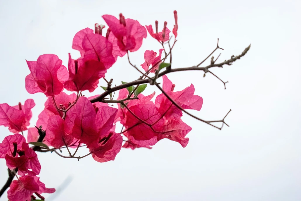 Bright pink bougainvilleas against a white background